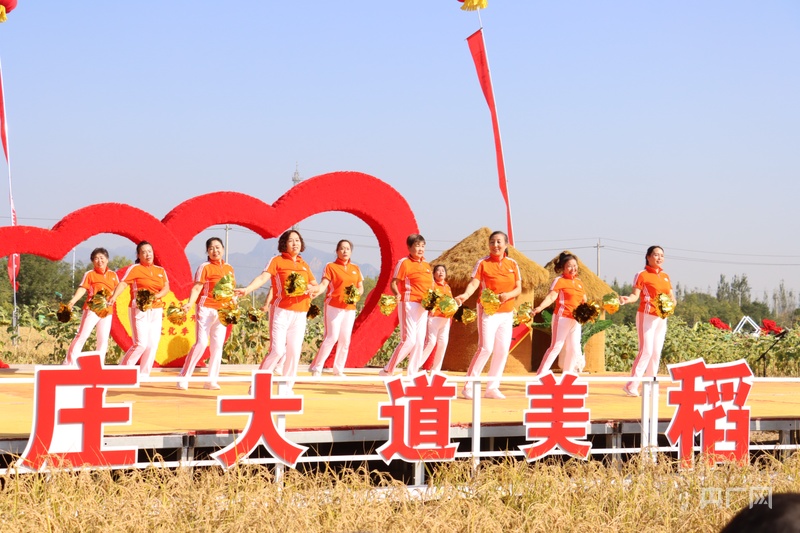 北京延庆区康庄镇小丰营村520亩旱稻开镰